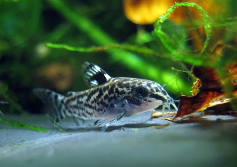 Espécie pequena de peixe da Amazônia sobrevivem a ataque de piranhas