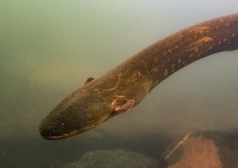 Peixe-Elétrico da Amazônia tem comportamento raro de caça em grupo 