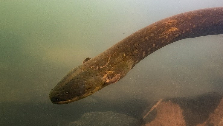 Peixe-Elétrico da Amazônia tem comportamento raro de caça em grupo 