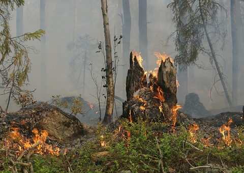 Amazônia e Pantanal perderam cerca de 116.845 km² do território este ano