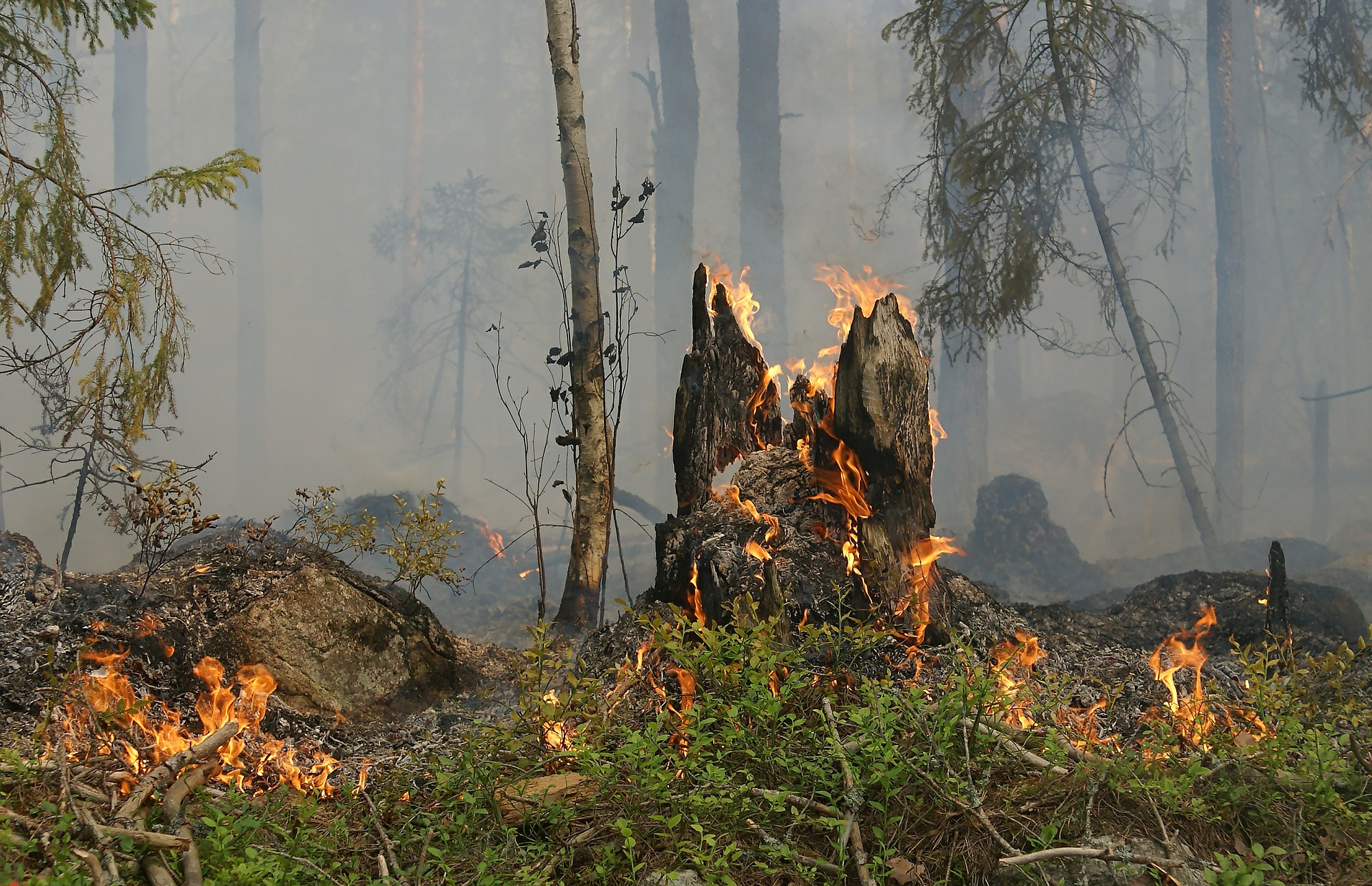 Amazônia e Pantanal perderam cerca de 116.845 km² do território este ano