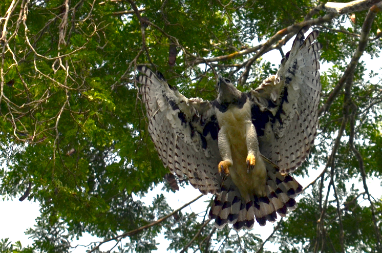 1º ninho ativo com filhote de gavião-real é monitorado no Amapá