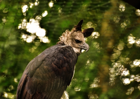 A grande águia amazônica que está cada vez mais ameaçada