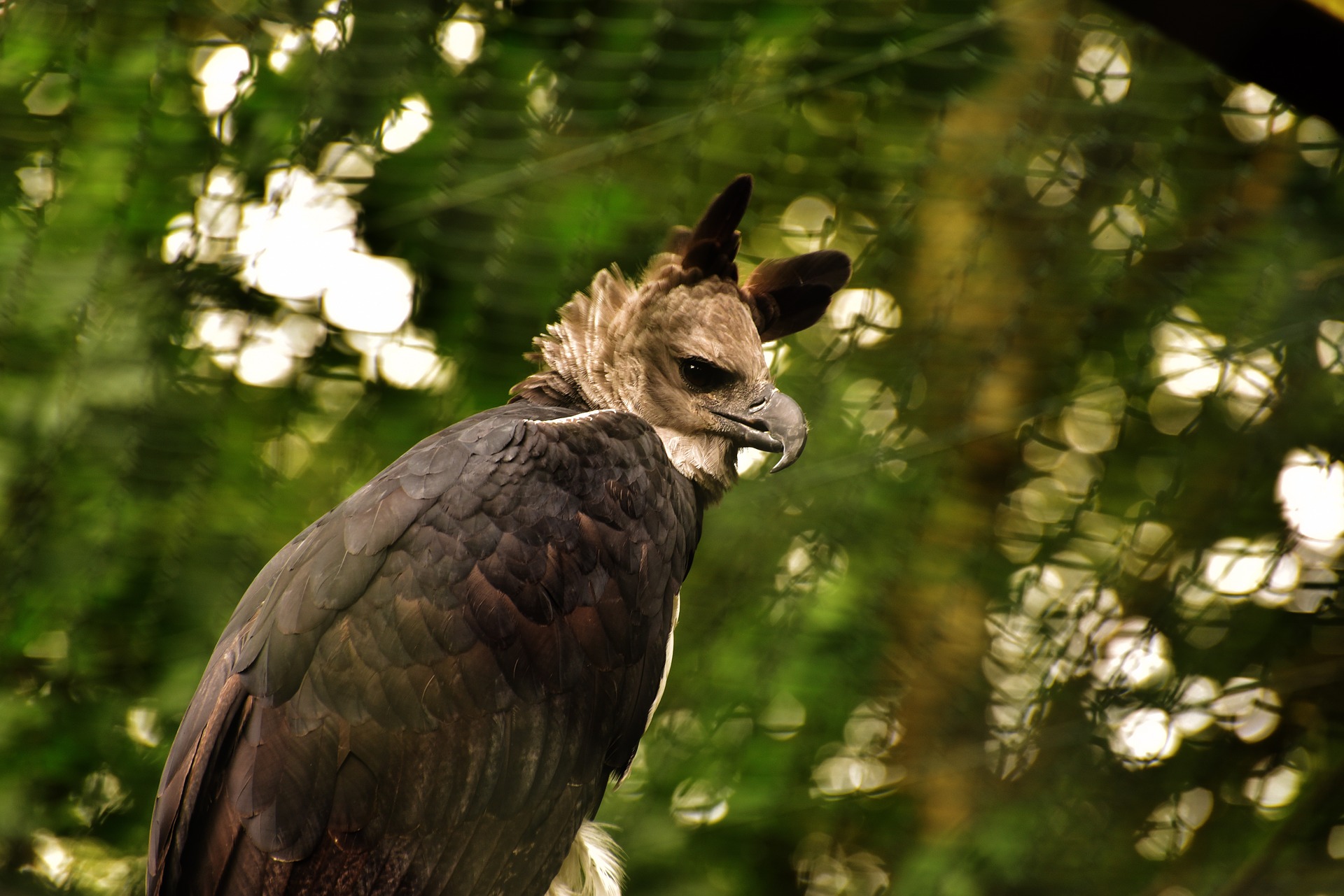 A grande águia amazônica que está cada vez mais ameaçada