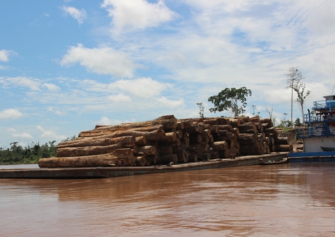 Carga de madeira da Amazônia apreendida pelo Ibama é doada a moradores