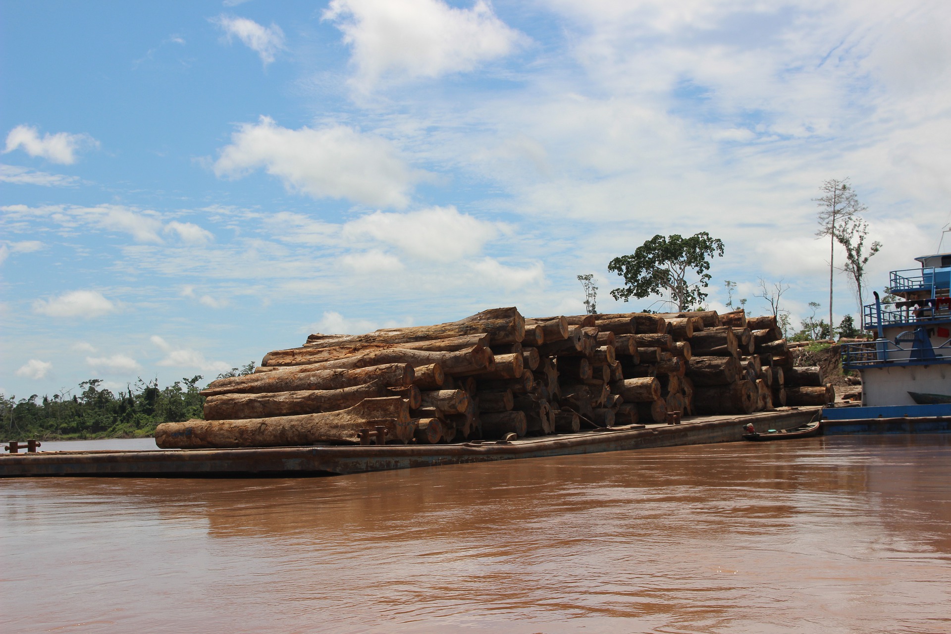 Carga de madeira da Amazônia apreendida pelo Ibama é doada a moradores