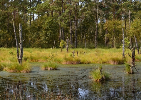 Orçamento para o Meio Ambiente é o menor desde 2000 e sofrerá consequências