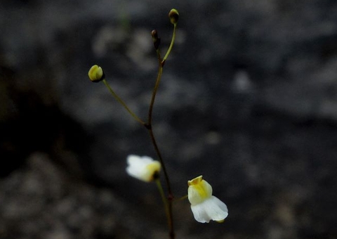 Plantas carnívoras recém-descobertas estão ameaçadas de extinção 