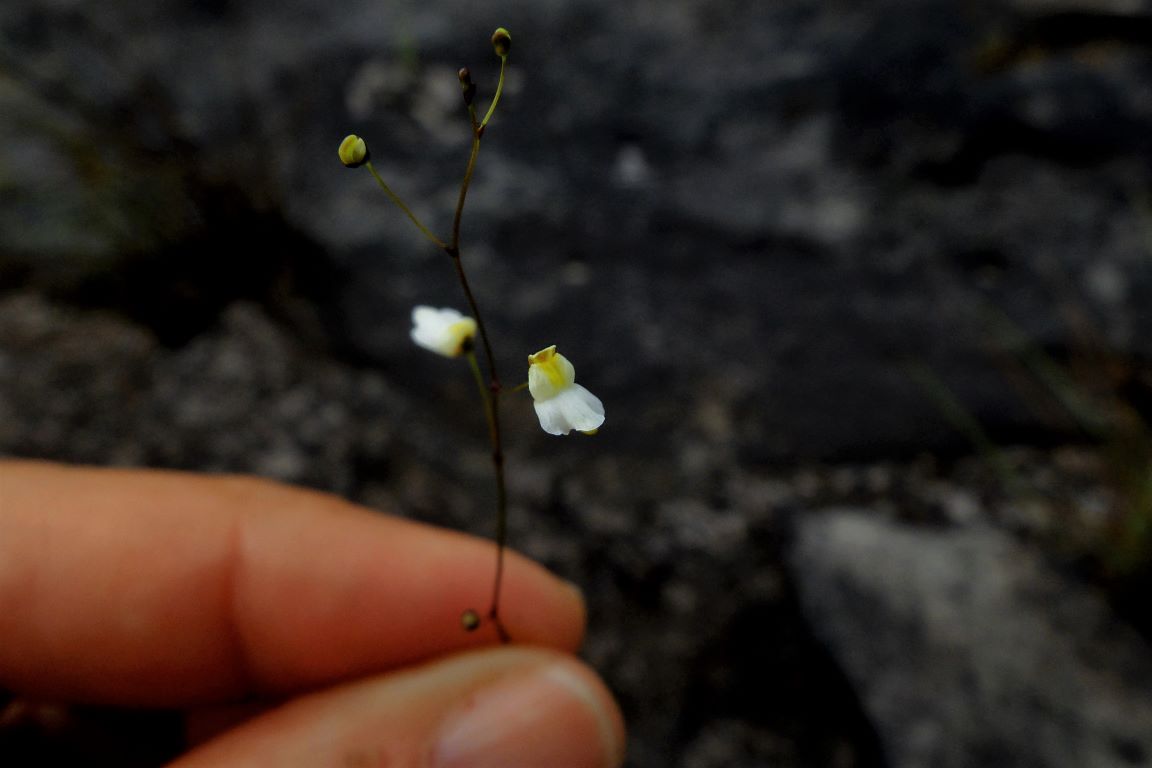 Plantas carnívoras recém-descobertas estão ameaçadas de extinção 