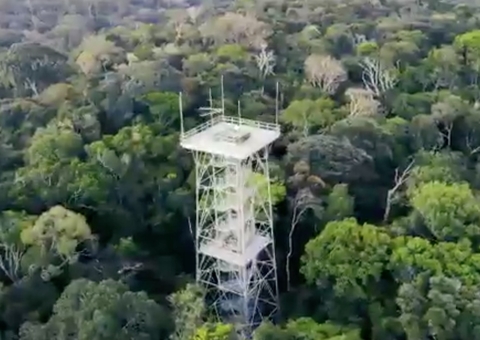 Museu da Amazônia lança campanha de doação de árvores e recursos