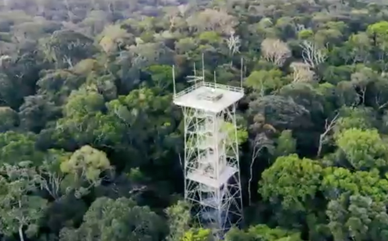Museu da Amazônia lança campanha de doação de árvores e recursos