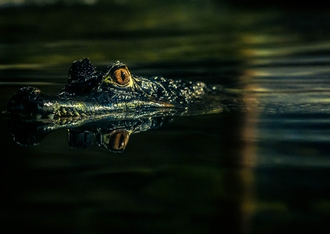Fragmento de fóssil revela nova espécie de jacaré que viveu na Amazônia