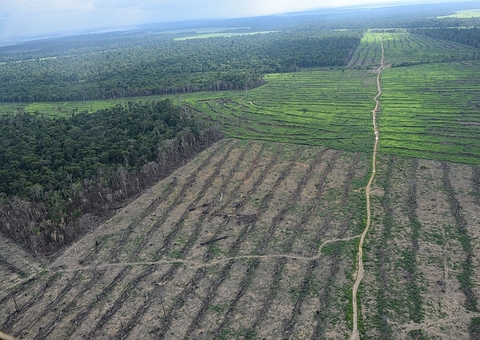 Imagem feita por analista mostra destruição na Amazônia