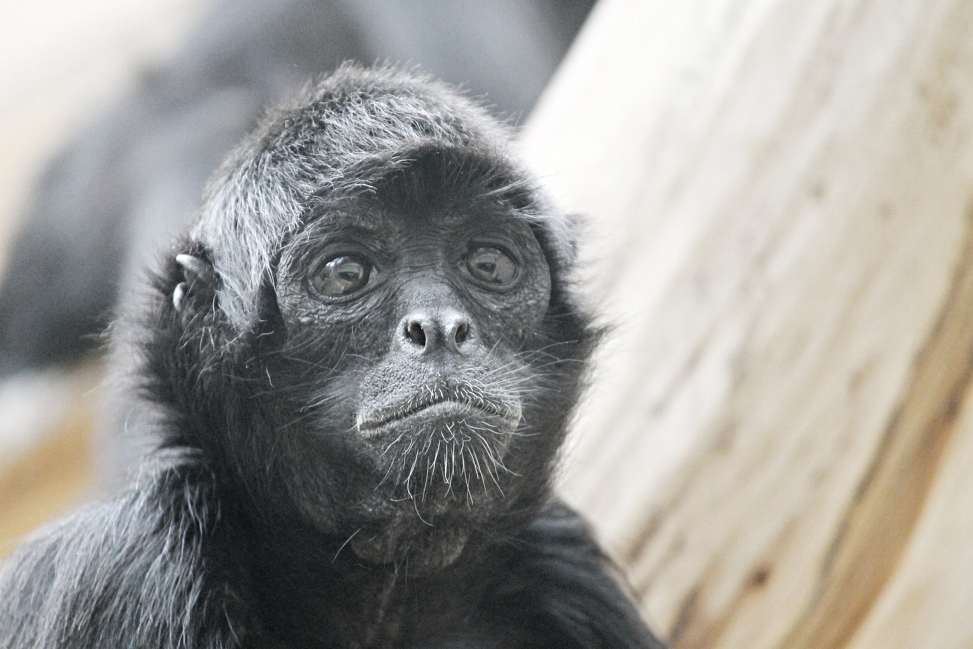 Savanização da região amazônica ameaça mais de 200 espécies de animais