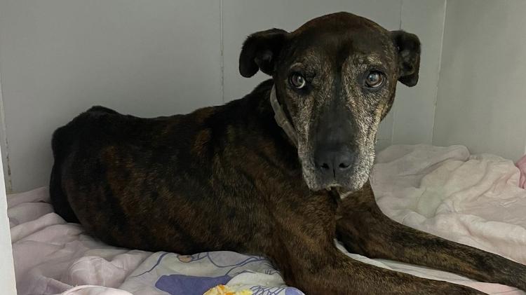 Cerca de 200 animais foram resgatados em Petrópolis em meio à tragédia 