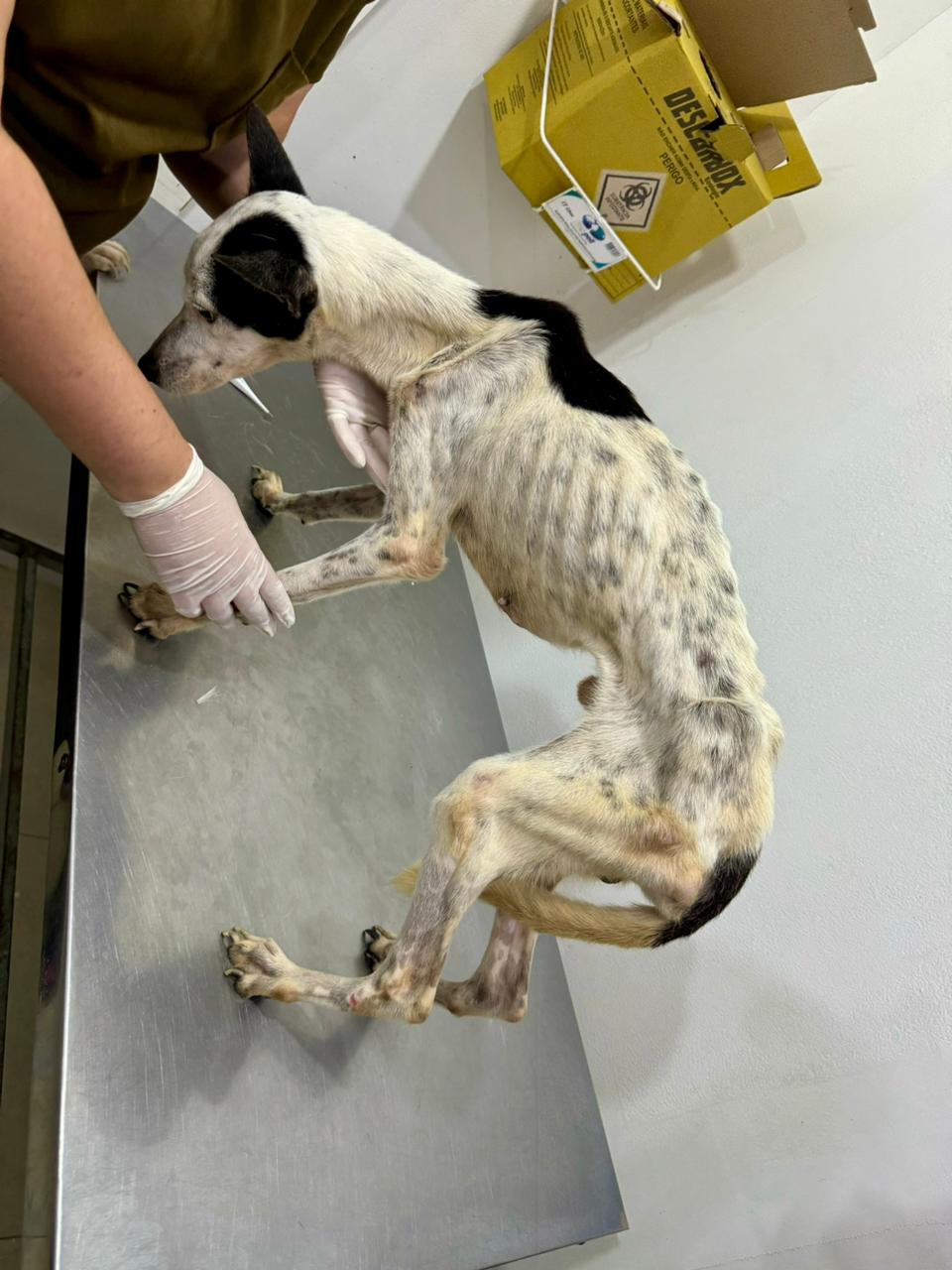 Mulheres são presas por manter animais em magreza extrema no Petrópolis