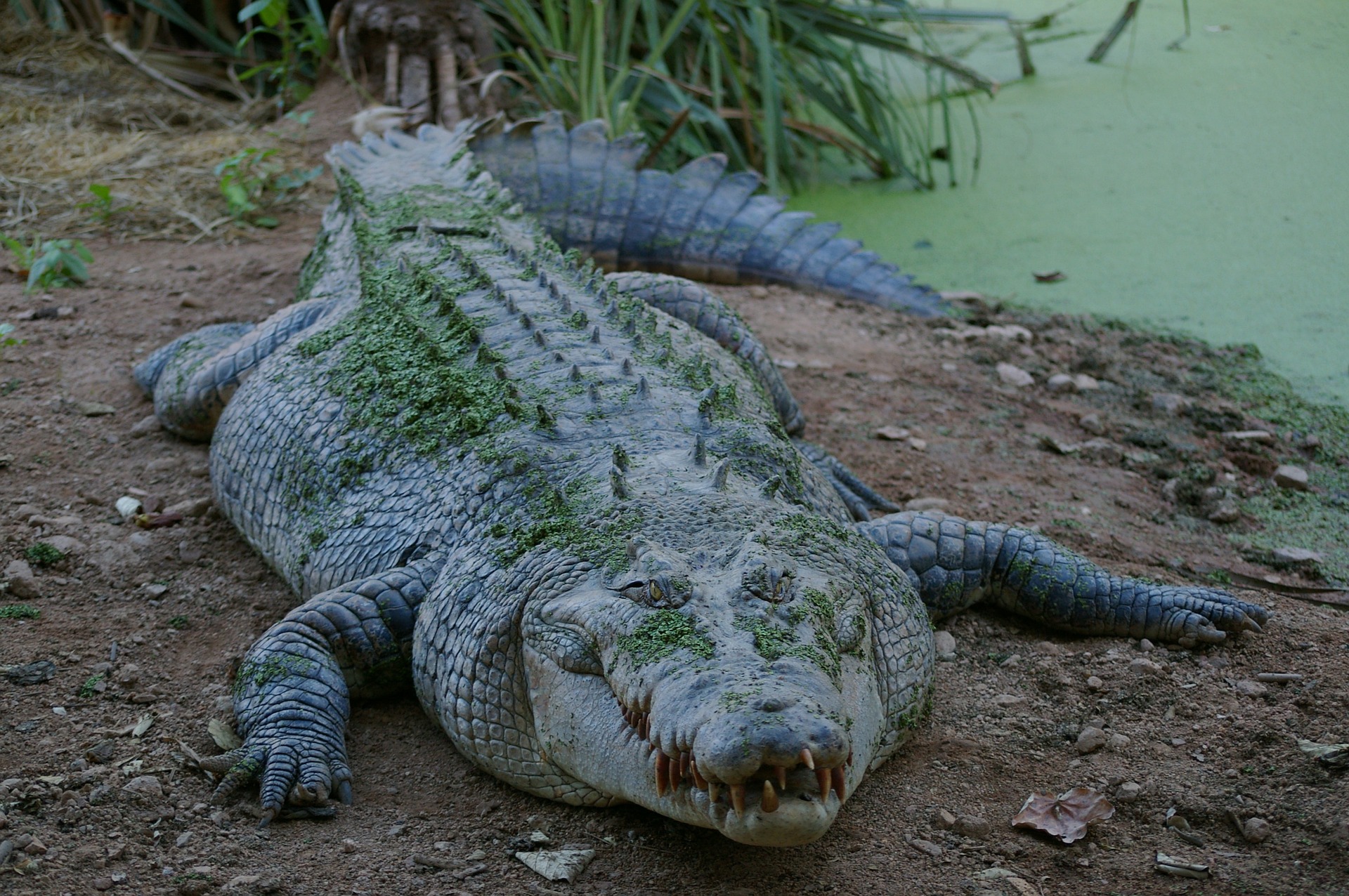 Ciclista é mordido por crocodilo ao cair de bicicleta na Florida
