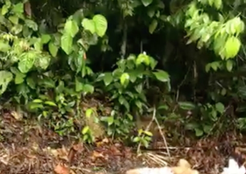 Corpo de jovem é desovado no Ramal Bons Amigos na AM 010