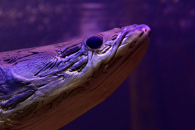 MUSA tem promoção de ingressos a R$10 em novembro; saiba mais