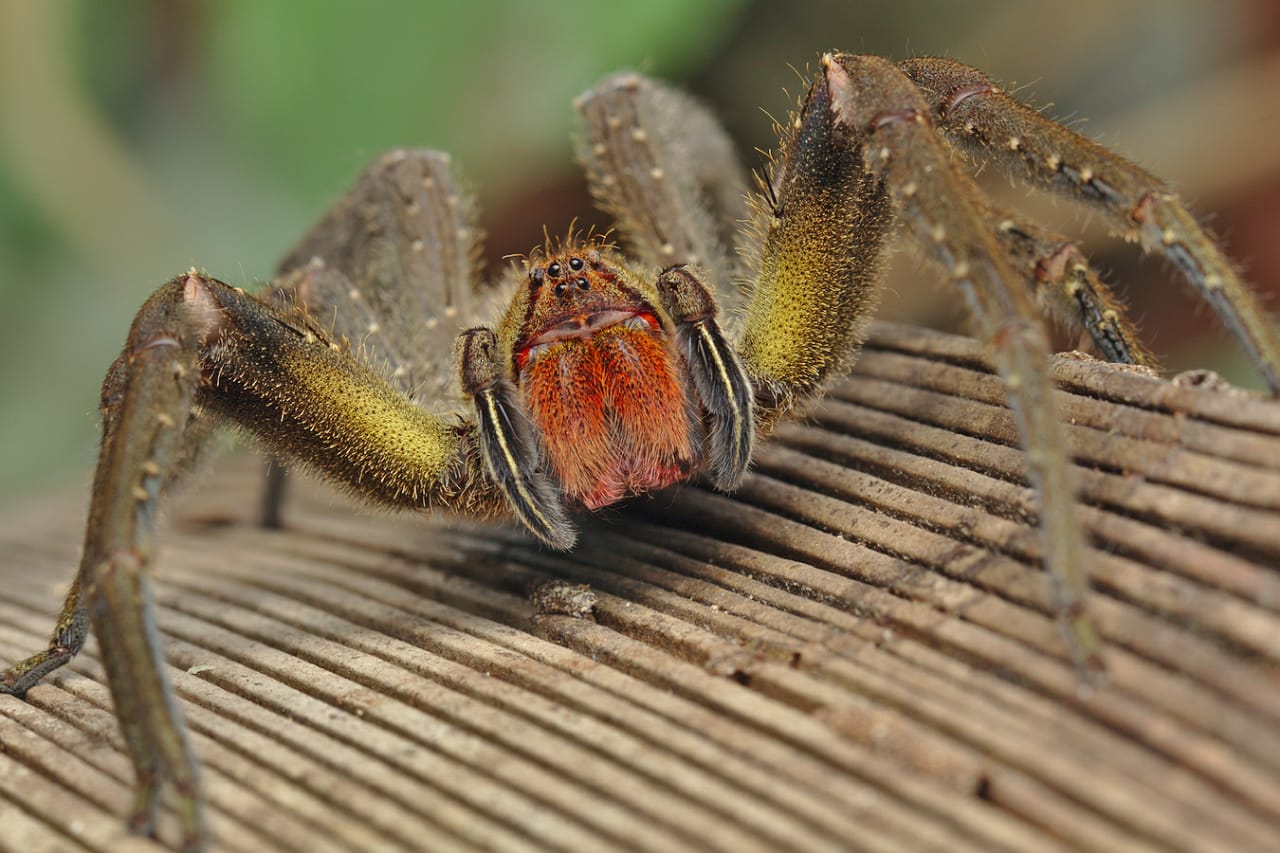 Museu da Amazônia reabre com exposição inédita de aracnídeos