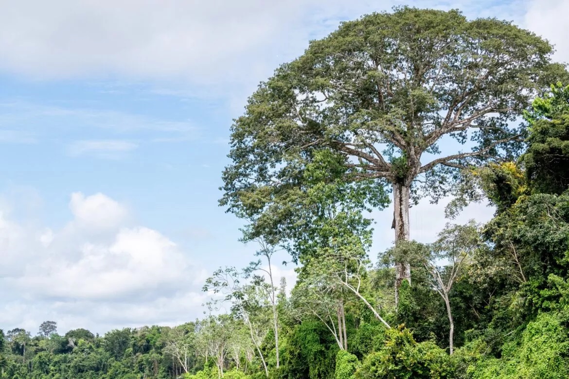  Parque Estadual das Árvores Gigantes da Amazônia é criado no Pará