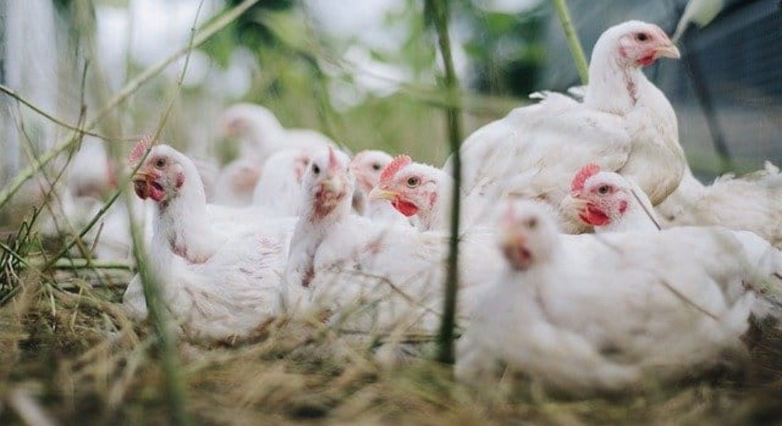 Rússia anuncia transmissão de cepa de gripe aviária para humanos