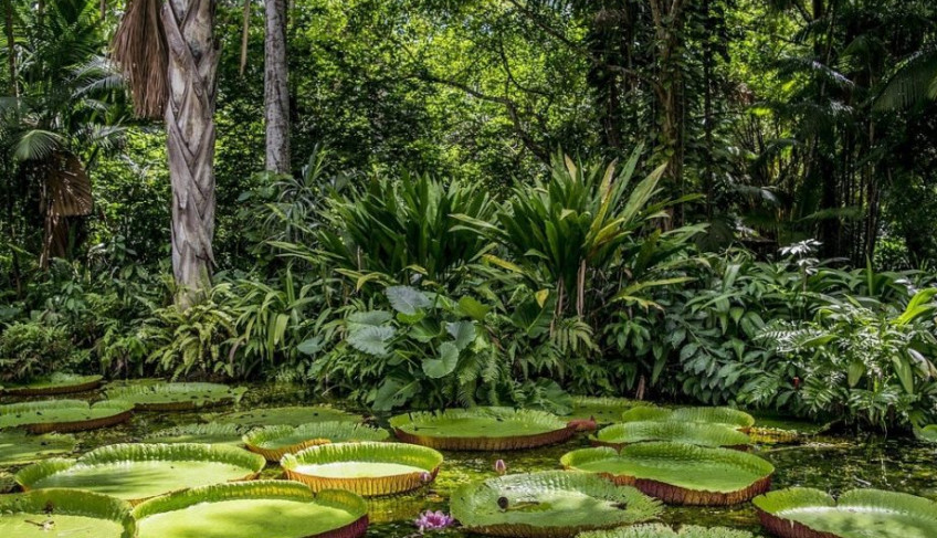 Projeto inicia pagamento de bolsas para 220 beneficiários na Amazônia