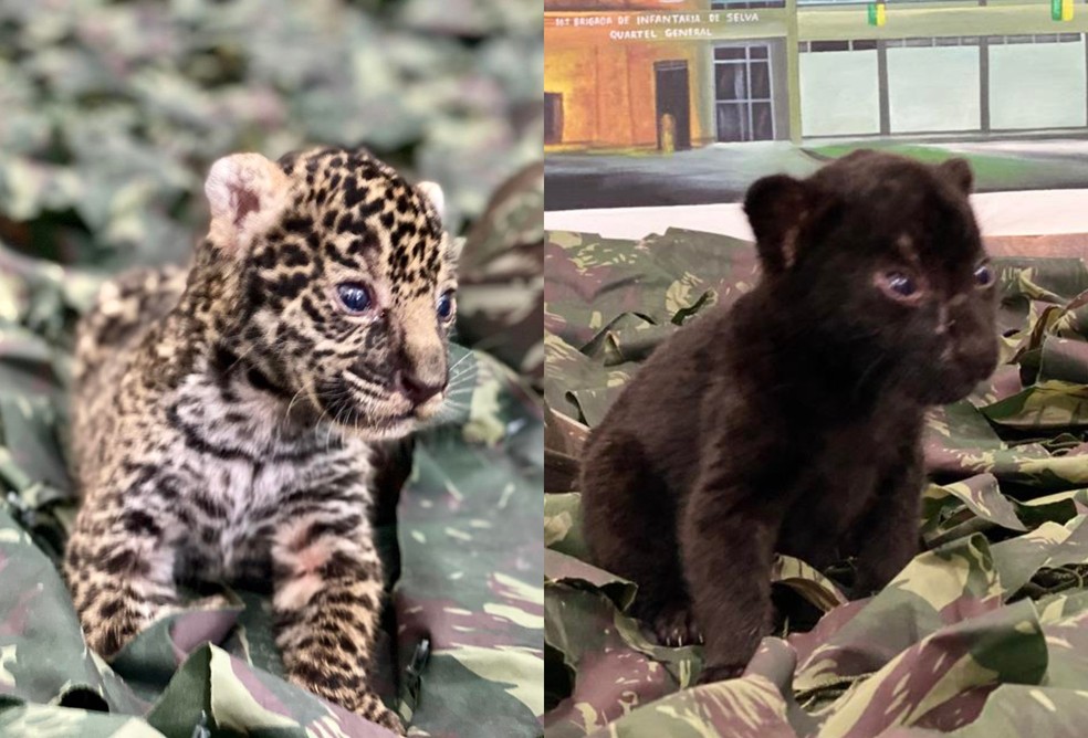 Filhotes de onça pintada são resgatados no interior do Amazonas