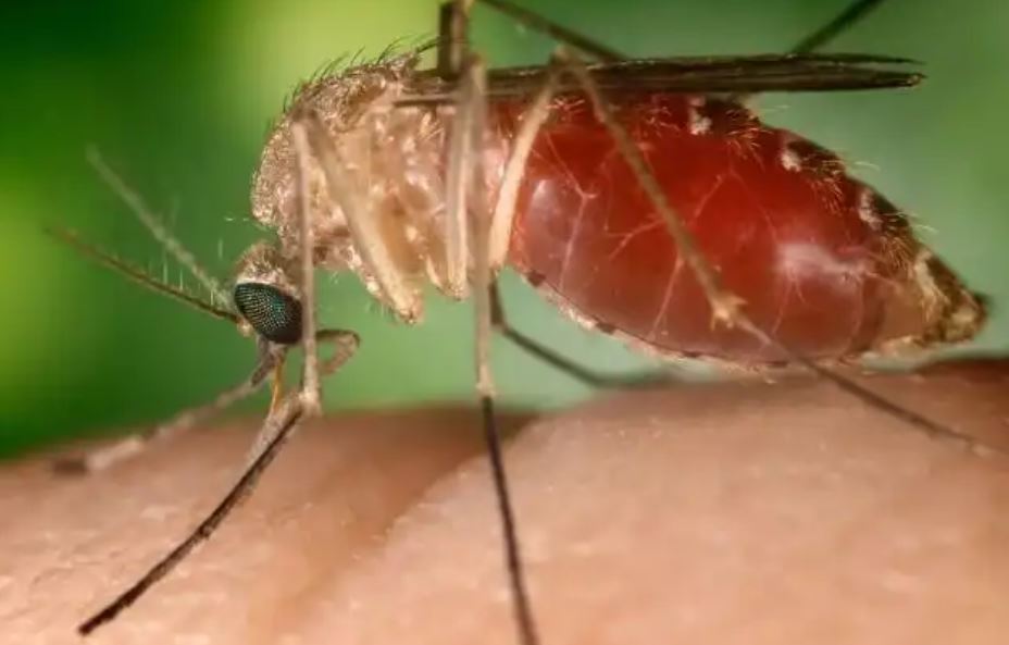 Nova linhagem do oropouche coincide com surto da febre na Amazônia, diz estudo