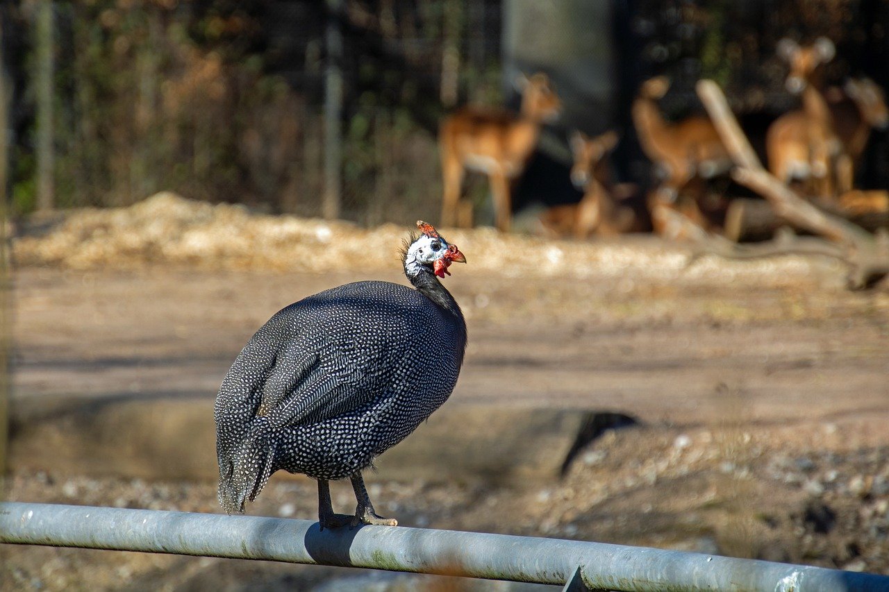 Justiça proíbe condomínio de usar galinhas contra escorpiões