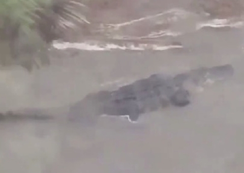 Jacaré de quase 4 metros vai parar no jardim de casa durante enchente