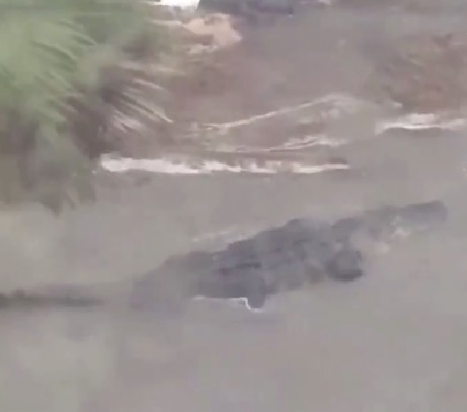 Jacaré de quase 4 metros vai parar no jardim de casa durante enchente