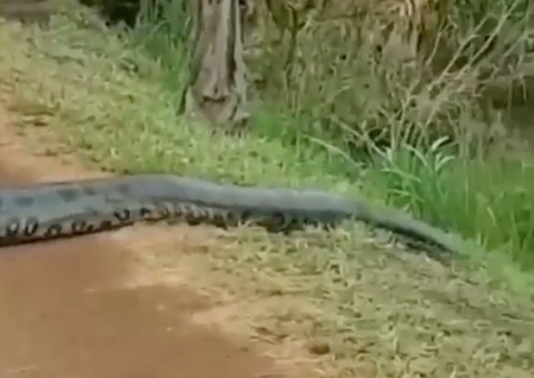 Vídeo: sucuri fêmea gigante é perseguida por machos em estrada