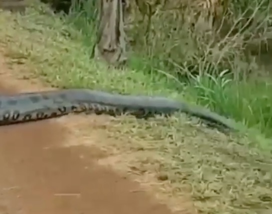 Vídeo: sucuri fêmea gigante é perseguida por machos em estrada