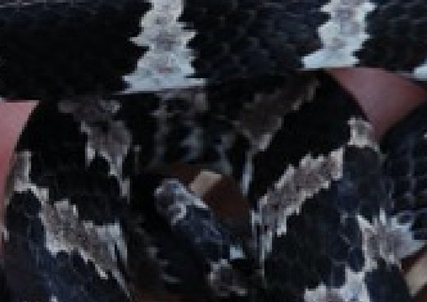 Cliente de supermercado compra brócolis e encontra cobra em embalagem