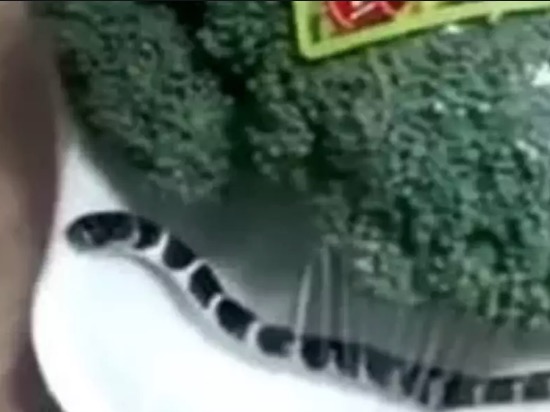 Cliente de supermercado compra brócolis e encontra cobra em embalagem