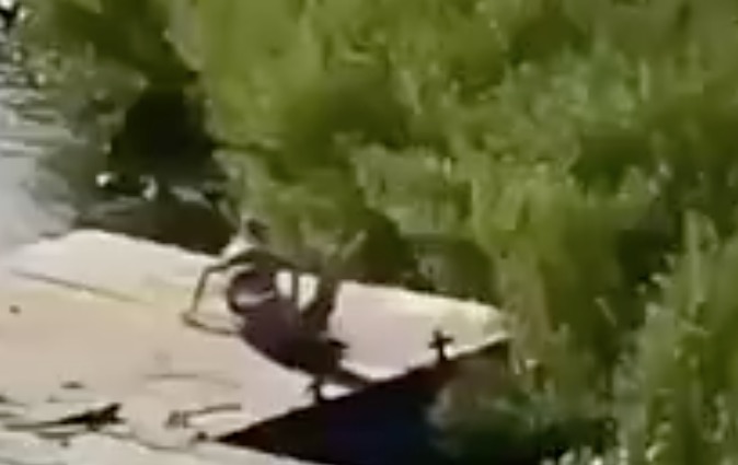 Revelado mistério da 'sereia' que teria sido filmada na Amazônia