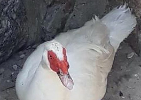 Pato usando meias e crucifixo é resgatado em praia 