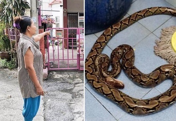 Mulher leva picada de cobra na nádega ao usar vaso sanitário