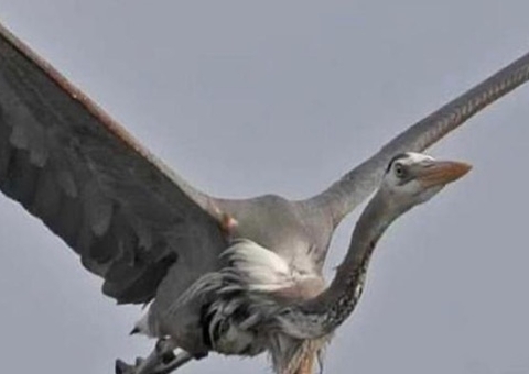 Homem registra momento em que enguia perfura pescoço de ave ao ser engolida