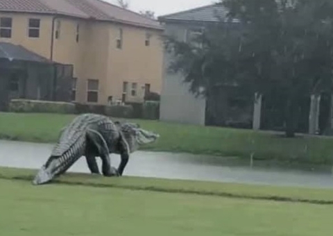 Vídeo de jacaré gigante 'passeando' em campo deixa internautas chocados