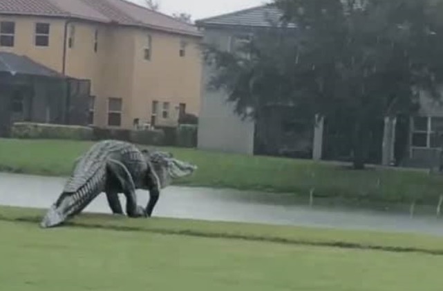 Vídeo de jacaré gigante 'passeando' em campo deixa internautas chocados