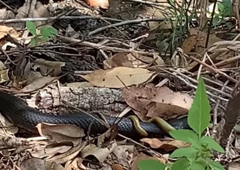 Vídeo: Cobra é flagrada devorando serpentes e imagens assustam