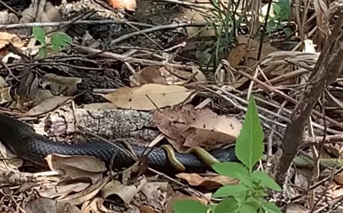 Vídeo: Cobra é flagrada devorando serpentes e imagens assustam