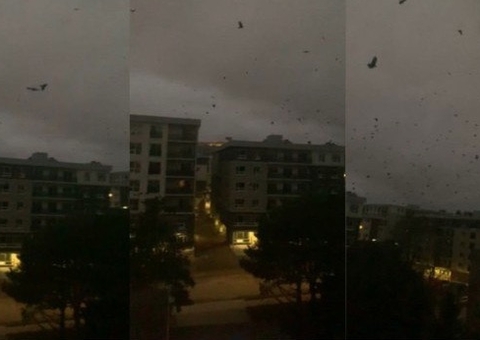 Vídeo: Corvos agem de forma assustadora e web acredita em 'fim do mundo'