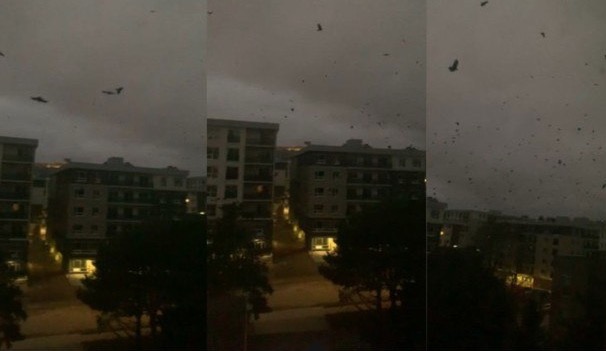 Vídeo: Corvos agem de forma assustadora e web acredita em 'fim do mundo'