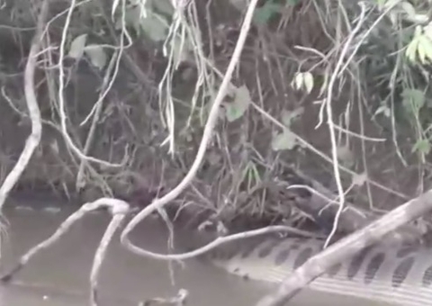 Vídeo: Sucuri de 7 metros é flagrada digerindo animal da beira de rio