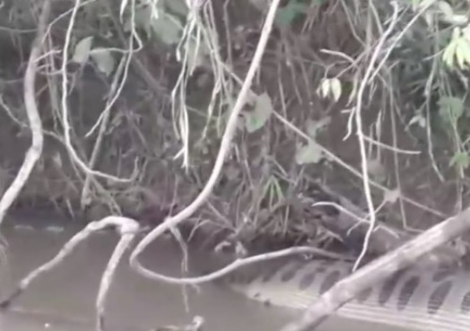 Vídeo: Sucuri de 7 metros é flagrada digerindo animal da beira de rio