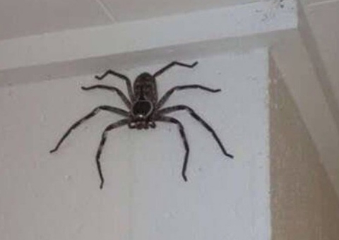 Homem acompanha crescimento de aranha gigante na Austrália