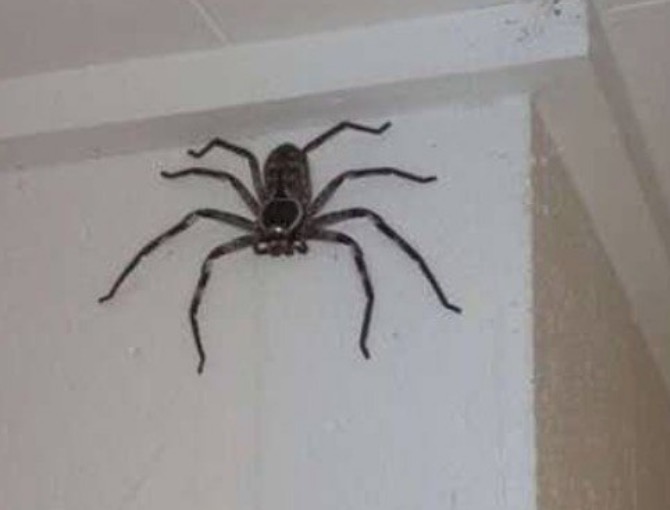 Homem acompanha crescimento de aranha gigante na Austrália